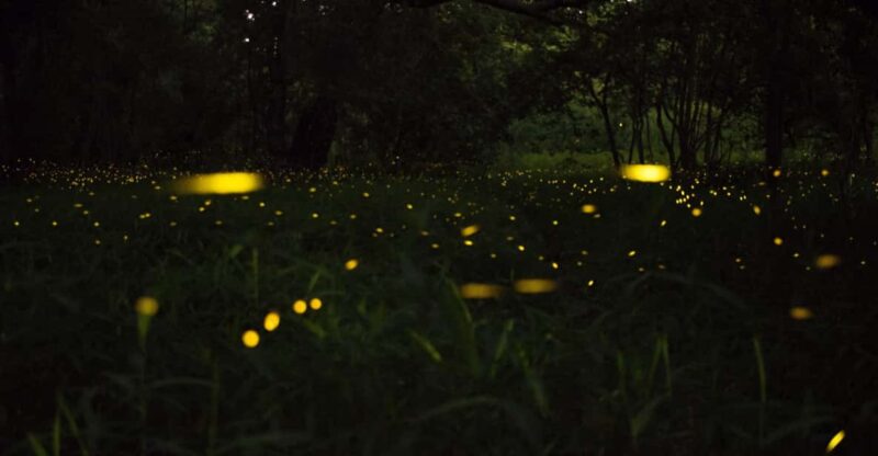 Kuala Selangor:Private Firefly Tour With Seafood Dinner - Itinerary and Activities