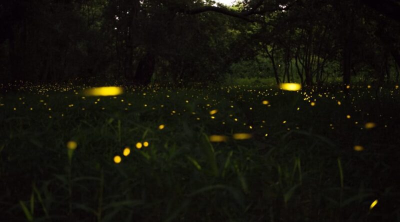 Kuala Selangor:Private Firefly Tour With Seafood Dinner - Firefly Experience