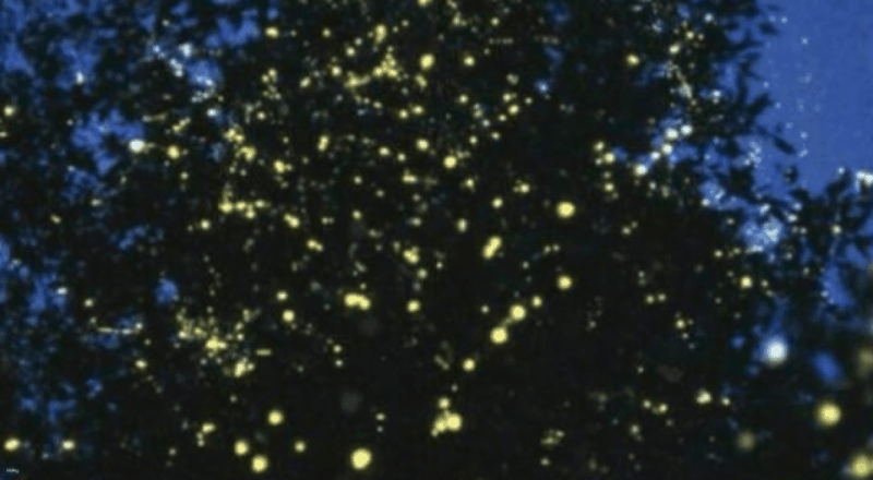 Kuala Selangor:Private Firefly Tour With Seafood Dinner - Restrictions and Important Information