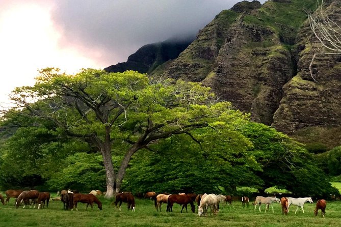 Kualoa Ranch Electric Mountain Bike Tour: Novice Level - Preparing for the Tour