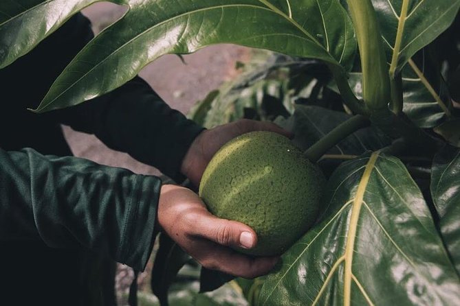 Kualoa Ranch - Kualoa Grown Tour - Group Size and Accessibility
