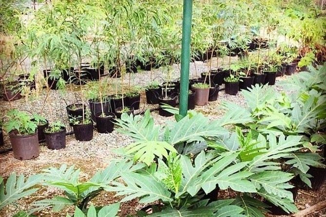 Kualoa Ranch - Kualoa Grown Tour - Visitor Reviews