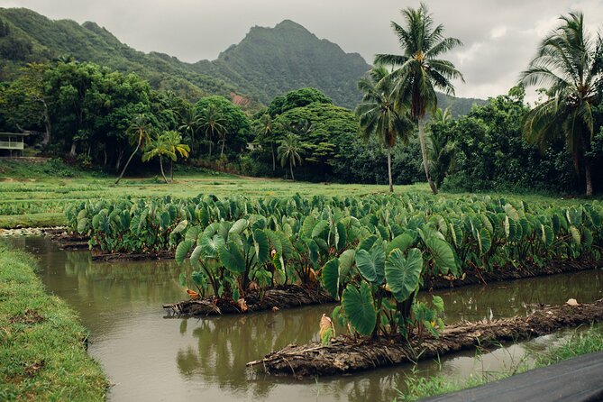 Kualoa Ranch: Malama Experience Tour - Participating in Taro Patch Restoration