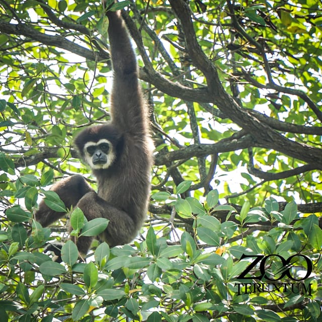 Kuantan: Teruntum Zoo Ticket - Frequently Asked Questions