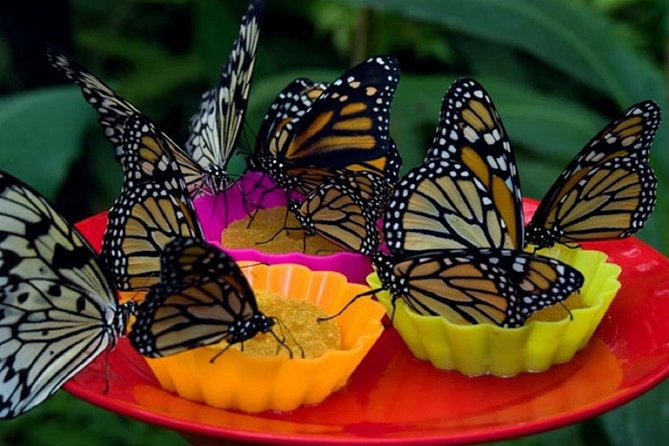 Kukama Community and Pilpintuwasi Butterfly Farm Tour - Visiting Pilpintuwasi Butterfly Farm