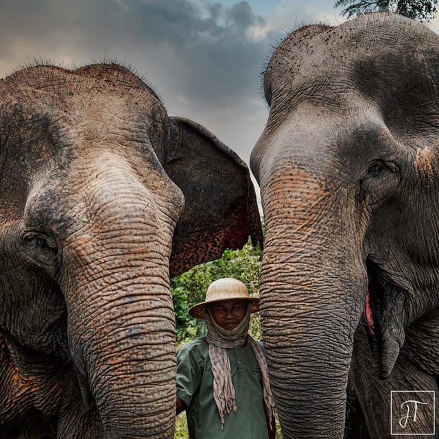 Kulen Elephant Forest and Tonle Sap Lake - Kulen Elephant Forest Experience
