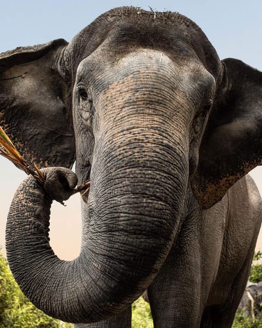 Kulen Elephant Forest and Tonle Sap Lake - Inclusions and Amenities