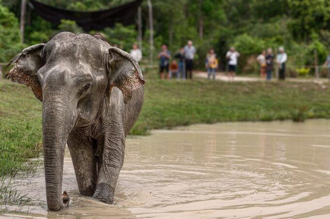 Kulen Elephant Forest and Tonle Sap Lake - Highlights of the Tour