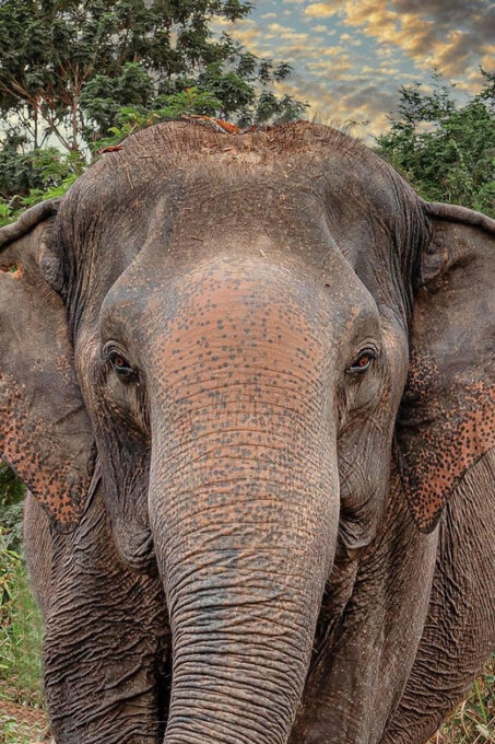 Kulen Elephant Forest and Tonle Sap Lake - Cultural Exploration