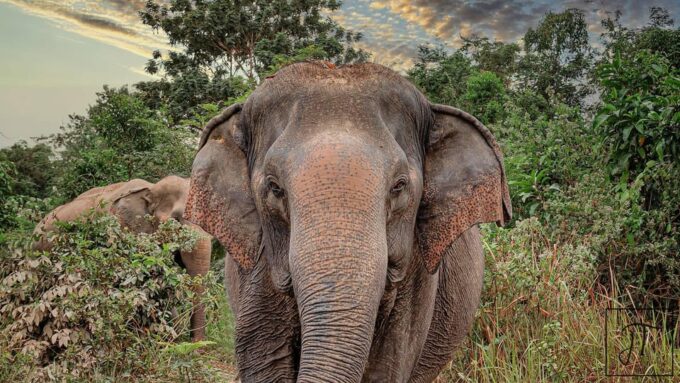 Kulen Elephant Forest and Tonle Sap Lake - Frequently Asked Questions