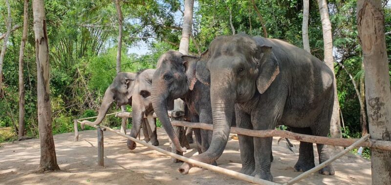 Kulen Elephant Forest and Tonle Sap Lake by Private Tour - Experience Highlights