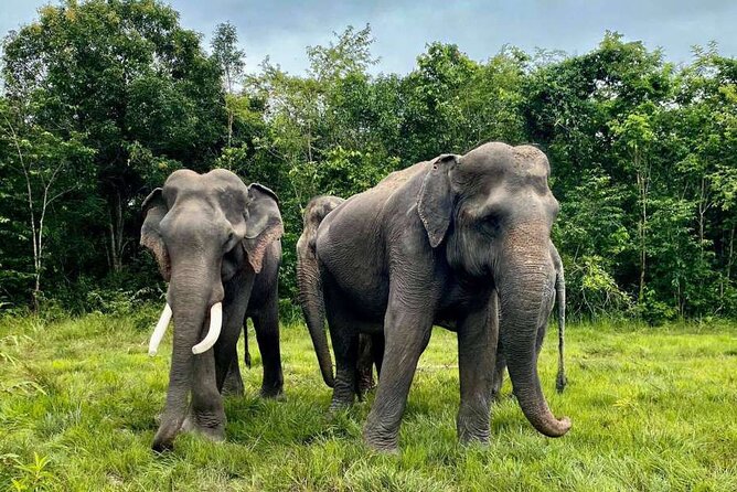 Kulen Elephant Forest and Tonle Sap Lake by Private Tour - Pickup and Accessibility