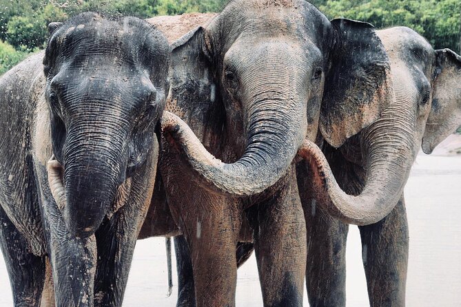 Kulen Elephant Forest and Tonle Sap Lake by Private Tour - Cancellation Policy