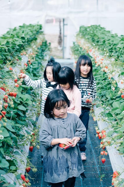 Kumamoto: Strawberry Picking With Dessert at Nakahata Farm - Dessert and Additional Experiences