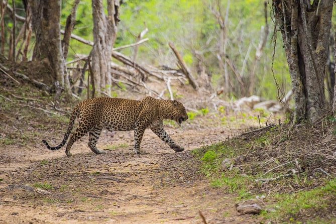 Kumana National Park Full Day Safari - Key Points