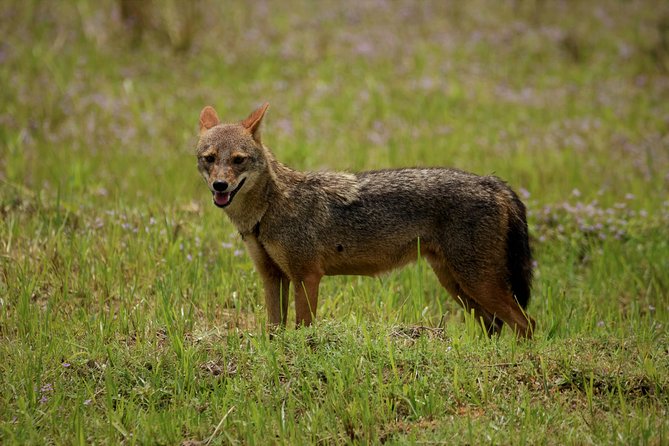 Kumana National Park Full Day Safari - Pricing and Booking
