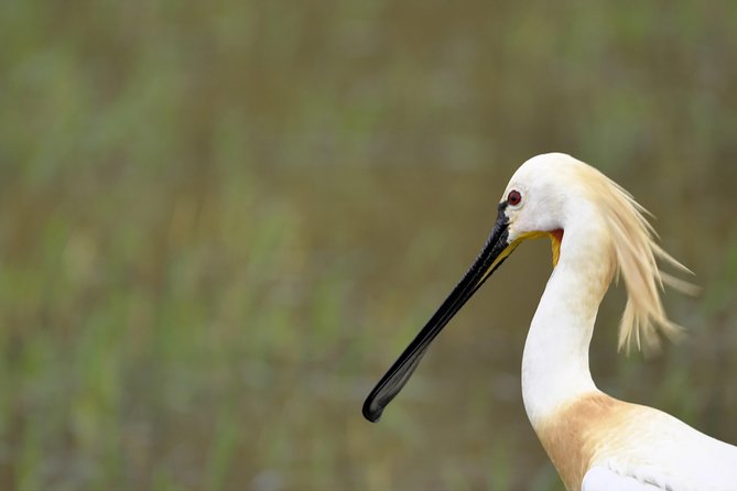 Kumana National Park Full Day Safari - Reviews and Ratings