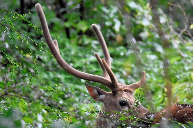 Kumana National Park Full Day Safari - Safari Highlights