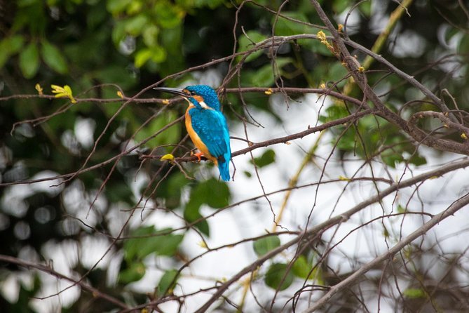 Kumana National Park Full Day Safari - What to Expect