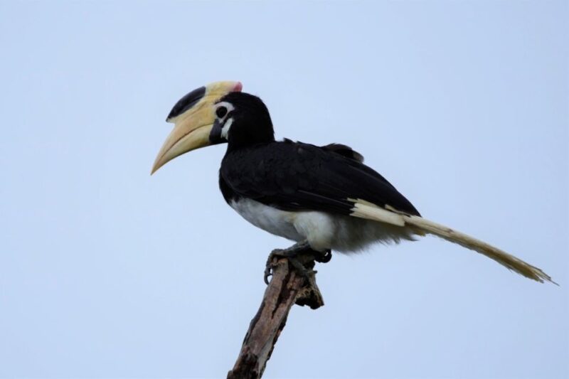 Kumana National Park Half Day Jeep Safari - Key Points