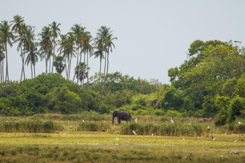 Kumana National Park Half Day Jeep Safari - Wildlife and Birdwatching Highlights