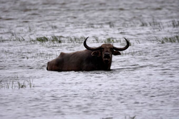 Kumana National Park Half Day Jeep Safari - Duration and Cancellation Policy