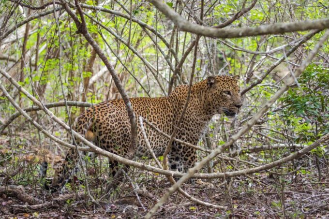 Kumana National Park Half Day Jeep Safari - Departure Location and Transfer