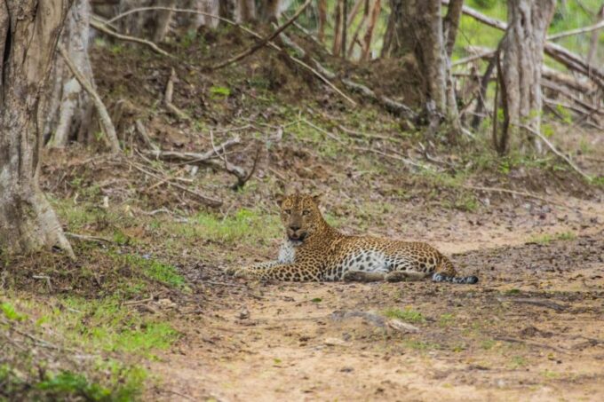 Kumana National Park Half Day Jeep Safari - Frequently Asked Questions