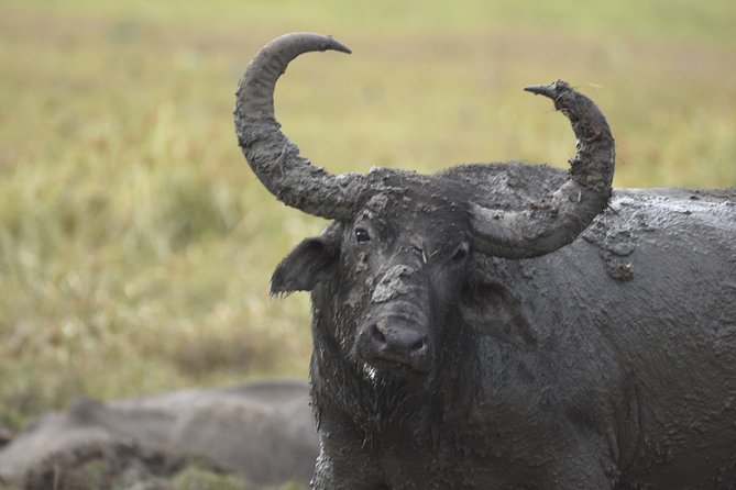 Kumana National Park Half Day Jeep Safari - Inclusions and Amenities