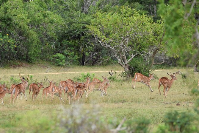 Kumana National Park Half Day Jeep Safari - Booking and Cancellation