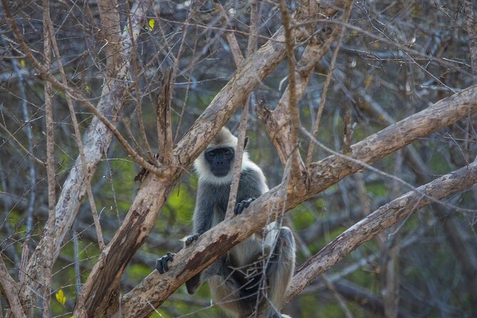 Kumana National Park Half Day Jeep Safari - Safari Highlights