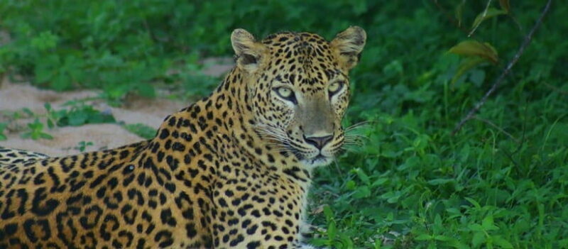 Kumana National Park : Morning or Afternoon Safari Tour - FAQ