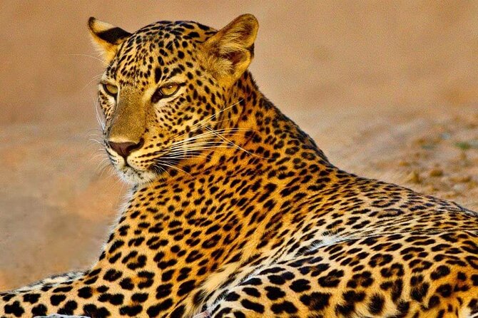 Kumana National Park Safari | From Arugam Bay - Good To Know