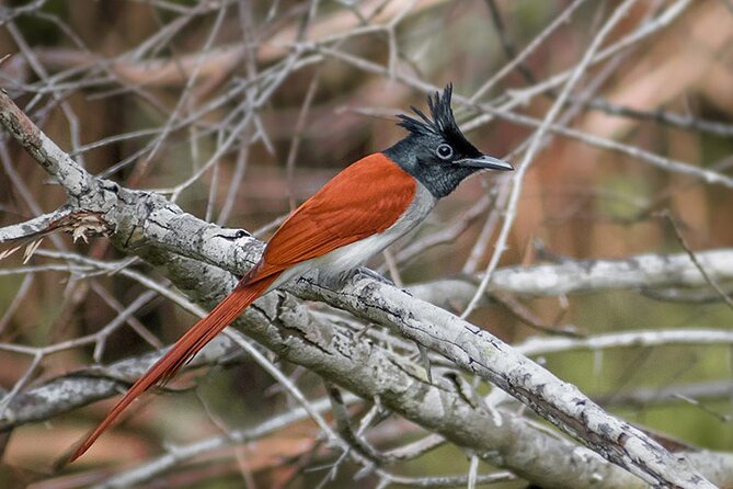Kumana National Park Safari | From Arugam Bay - Inclusions and Pricing Details