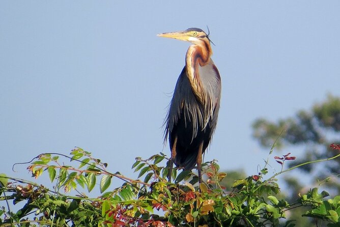 Kumana National Park Safari | From Arugam Bay - Accessibility and Health Considerations
