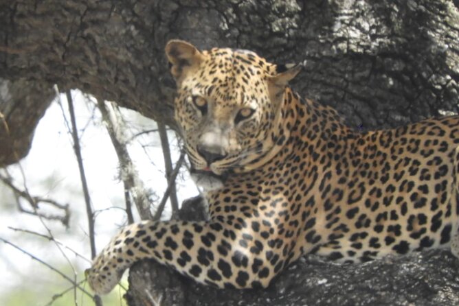 Kumana National Park Safari | From Arugam Bay - Highlights From Traveler Reviews
