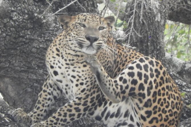 Kumana National Park Safari | From Arugam Bay - Safari Vehicle and Driver
