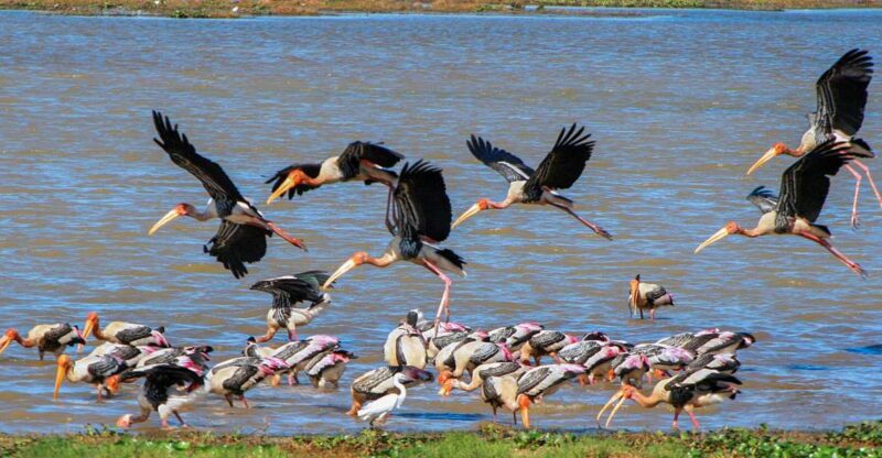 Kumana: Private 3-Hour Kumana National Park Safari - Key Points