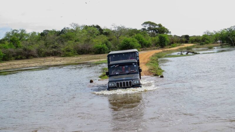 Kumana: Private 3-Hour Kumana National Park Safari - Wildlife Experience