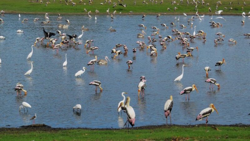 Kumana: Private 3-Hour Kumana National Park Safari - Safari Inclusions