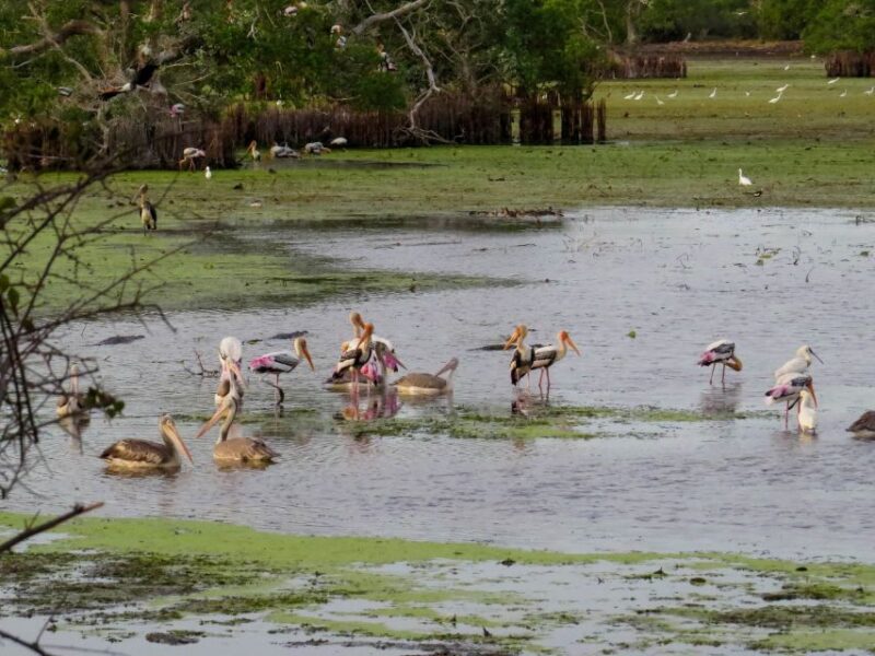 Kumana: Private 3-Hour Kumana National Park Safari - Safari Accessibility