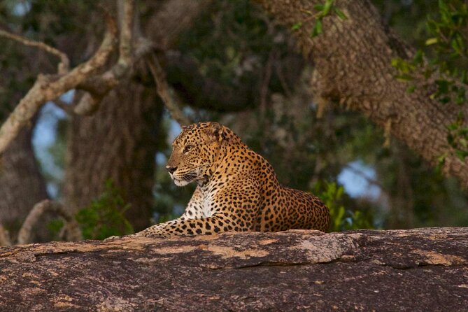 Kumana Safari Drive From Arugam Bay - Good To Know
