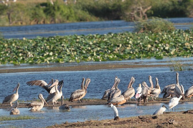 Kumana Safari Drive From Arugam Bay - Booking Information