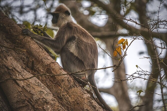 Kumana Safari Drive From Arugam Bay - Wildlife Sightings