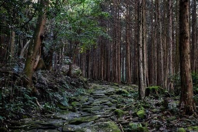 Kumano Kodo Private Guided Tour From Kumano Hongu Taisha - Key Points