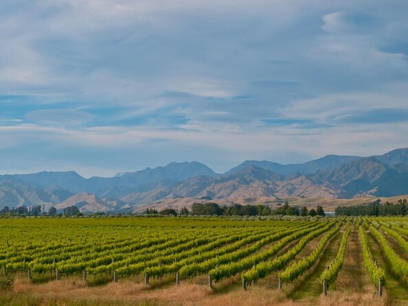Kumeu Wine Tour - Key Points