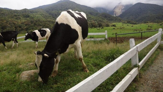 Kundasang: Day Tour With Desa Dairy Farm & Alpaca Club - Upside Down House Exploration