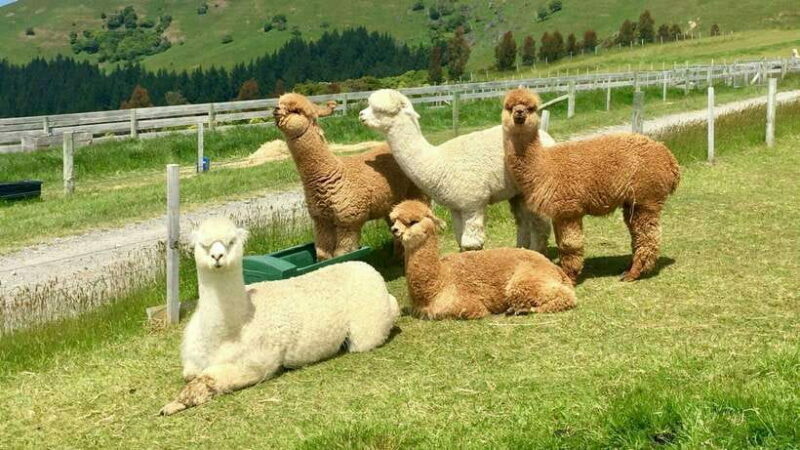 Kundasang: Day Tour with Desa Dairy Farm and Alpaca Club - Key Points