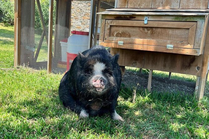 KuneKune Pig Farm Tour - Tour Experience