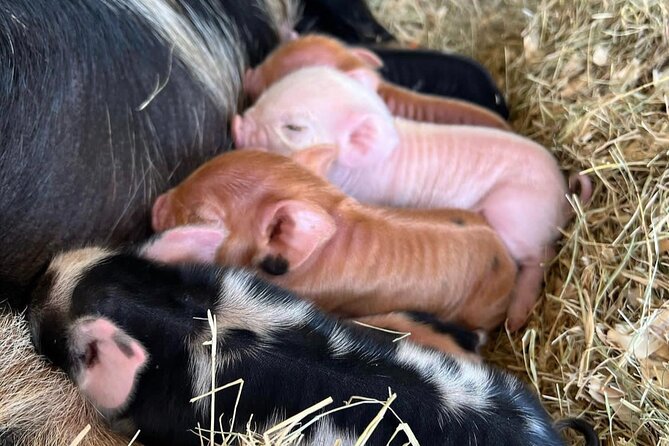 KuneKune Pig Farm Tour - Booking Information